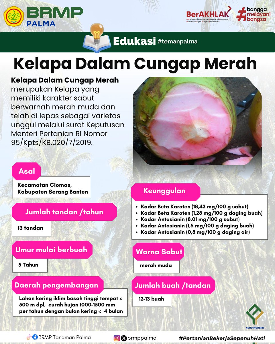 brmppalma's tweet image. Halo #temanpalma
Kali ini kami bagikan informasi tentang varietas Kelapa Dalam Cungap Merah. Varietas unggul nasional ini memiliki keunikan tersendiri. Berikut informasinya, semoga bermanfaat. 🙏

#brmp #palma #agromodern
