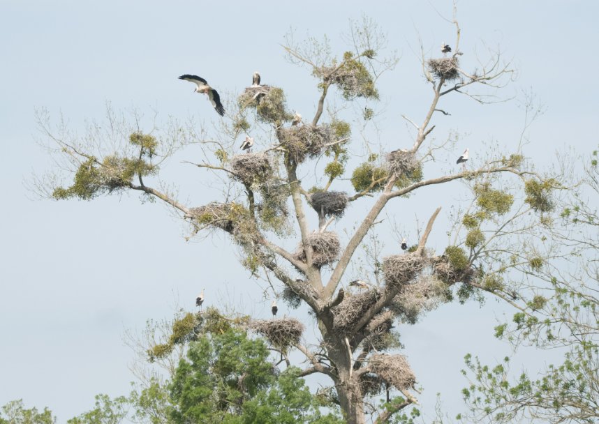 Peter Joyce tweet media