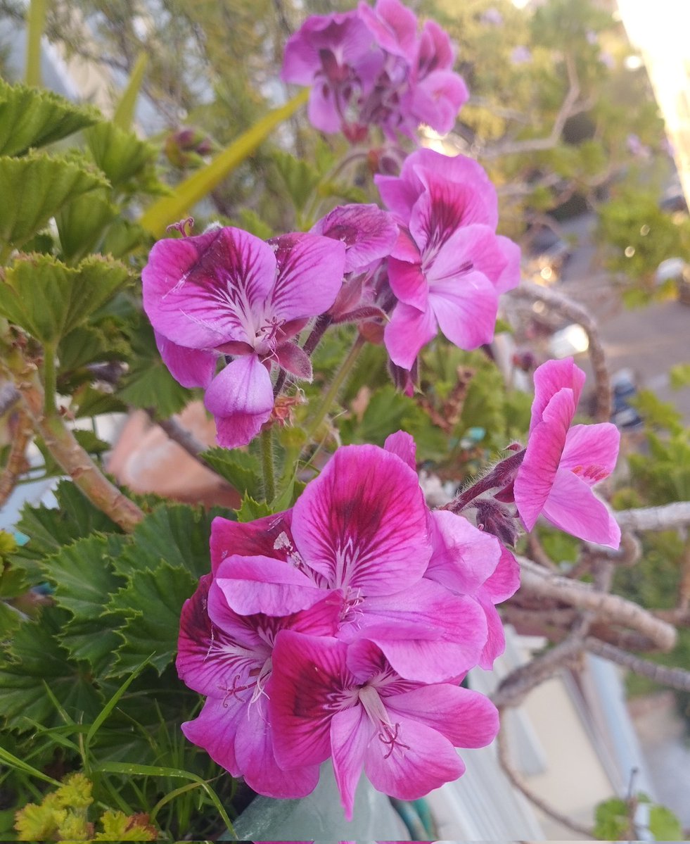 C_ Say@ 💜Gonzales@ tweet media