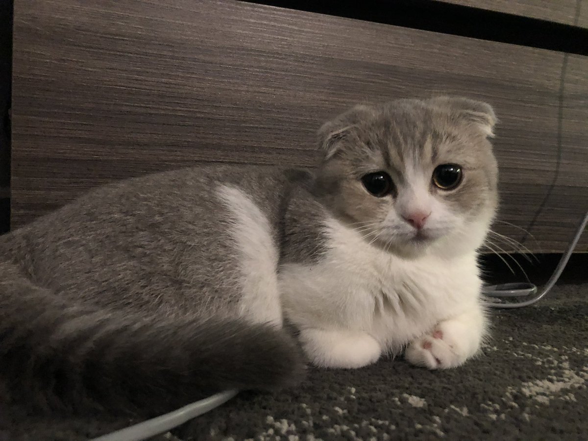 ตะ เล เต 🐈 tweet media