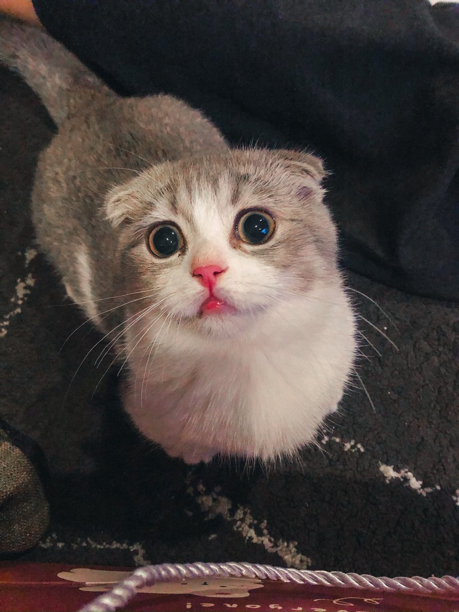 ตะ เล เต 🐈 tweet media