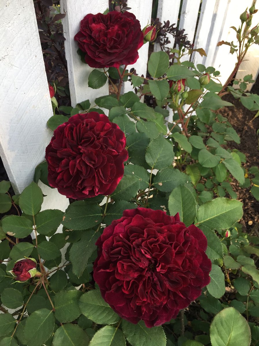 เ ค ส เ อ ง 💖 tweet media