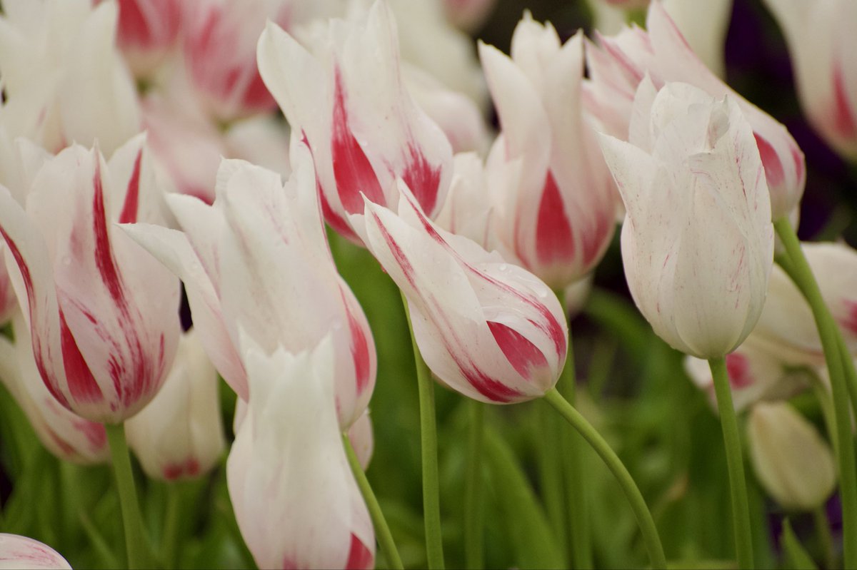 Hayden “4️⃣🆓❓” Lester tweet media