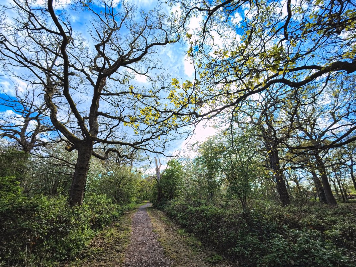 walks_camera's tweet image. Oak wood #trees #woodland #treeclub
