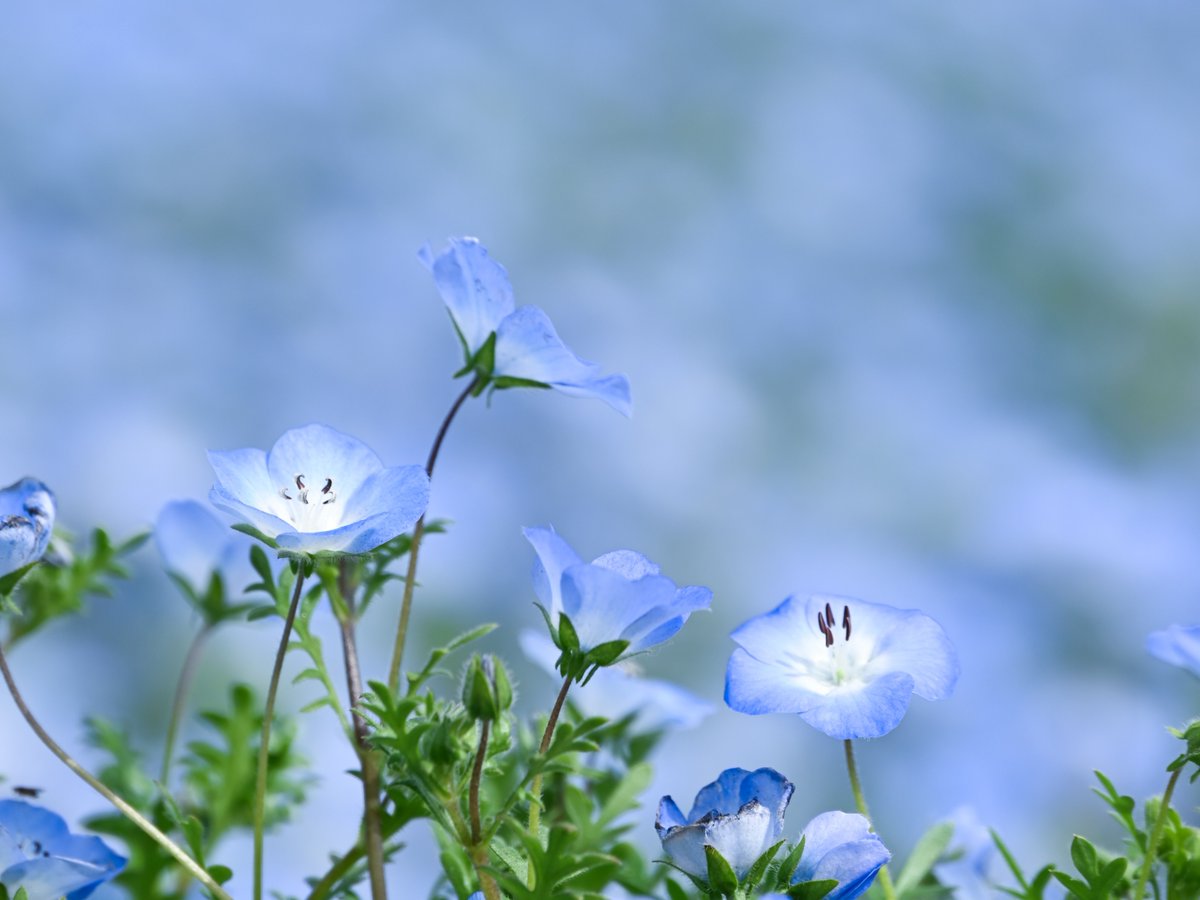 国営昭和記念公園 tweet media