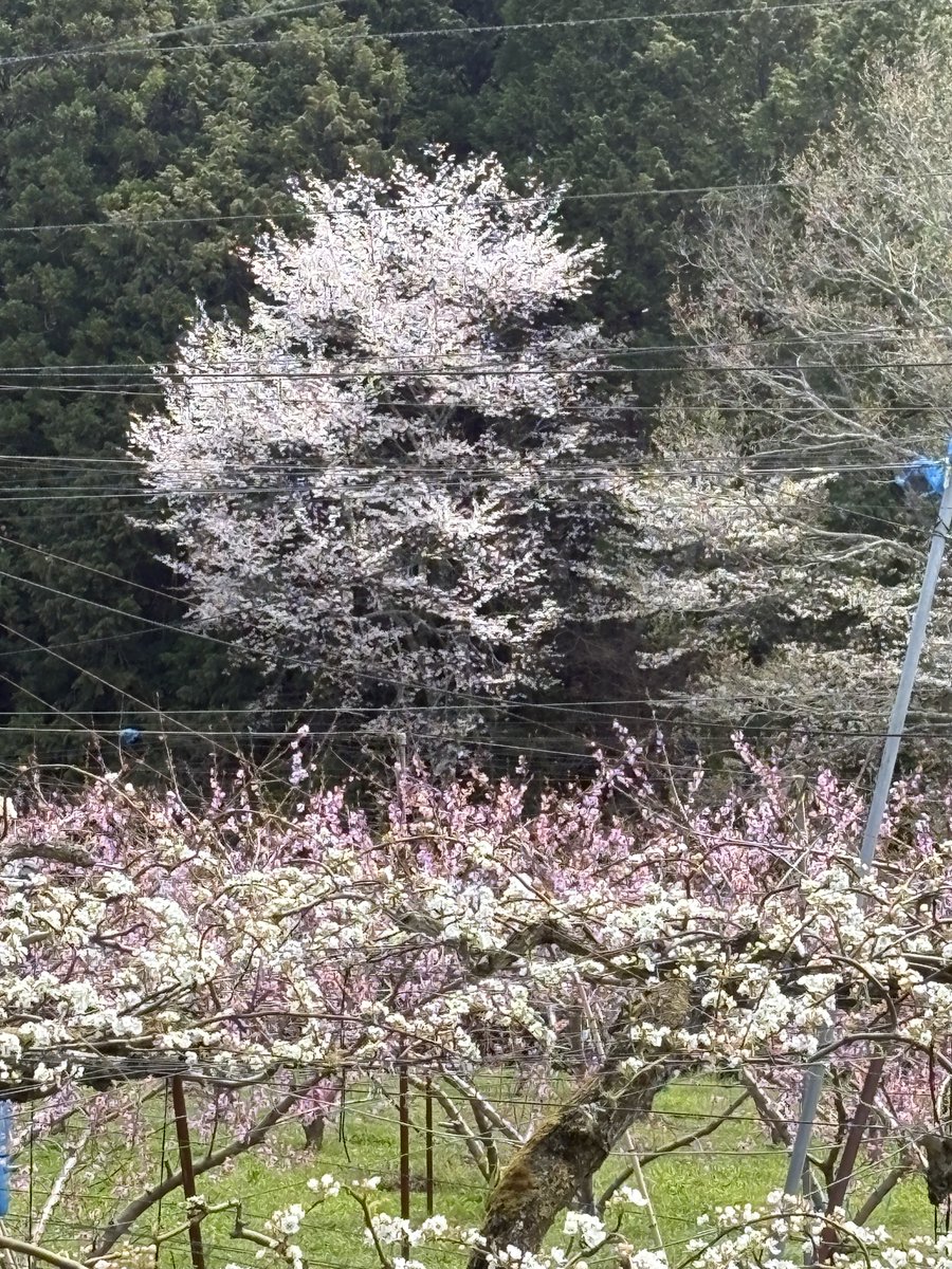 信濃南-Shinanonan- tweet media