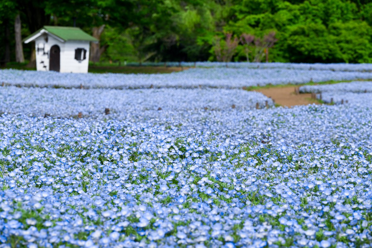 国営昭和記念公園 tweet media