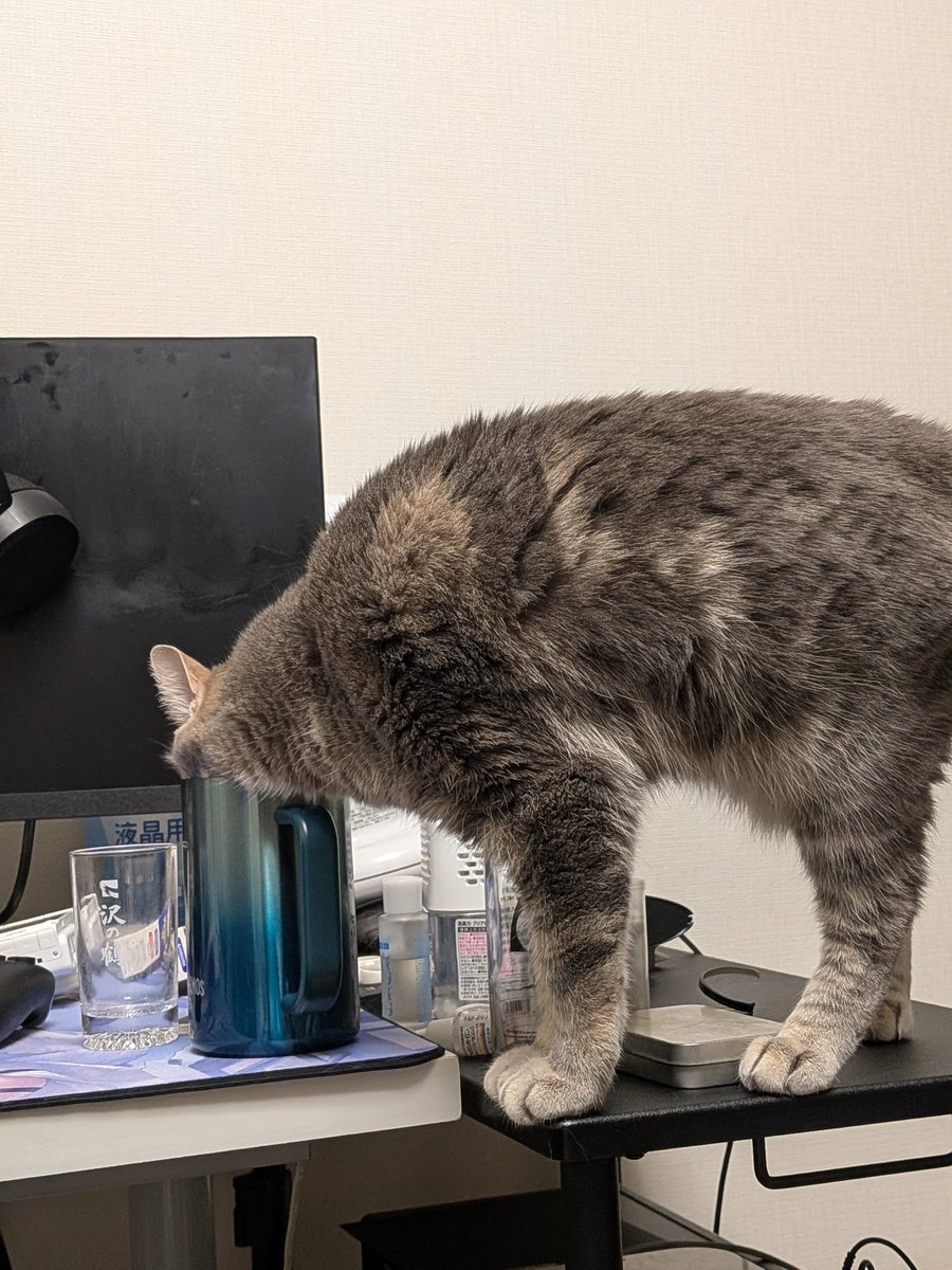 あぴお＆リク君 tweet media