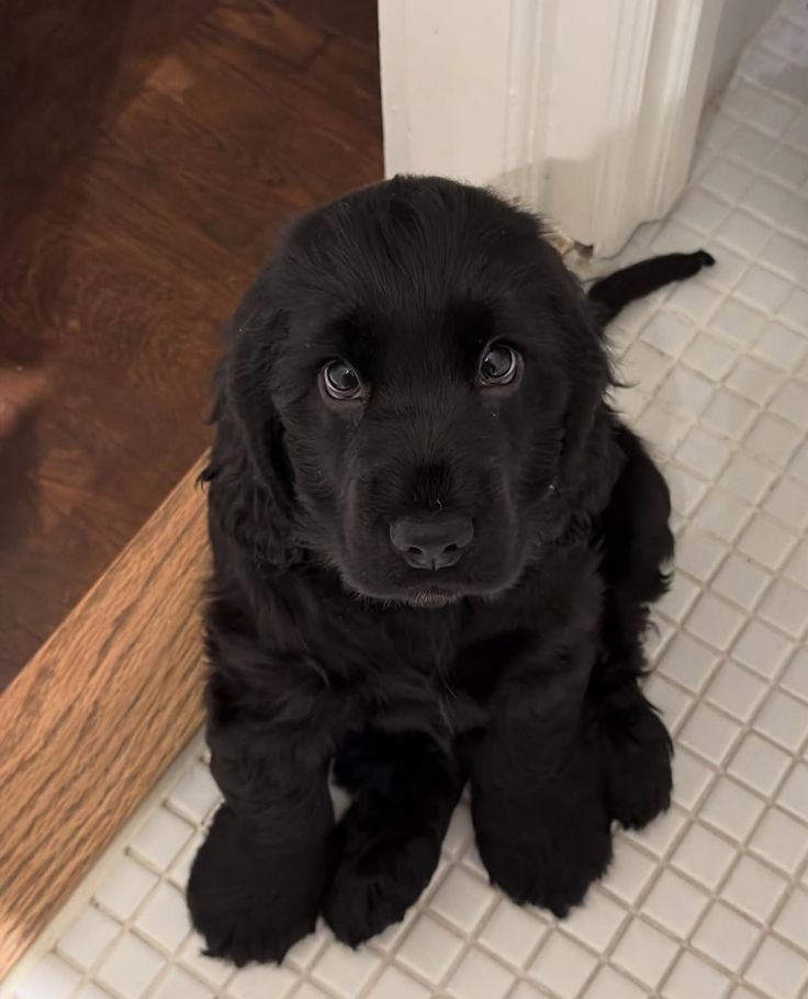 Doglover tweet media