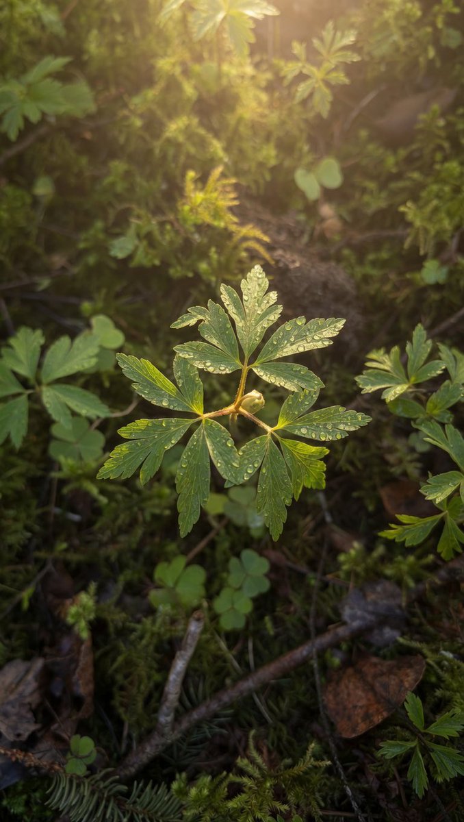 Oda Louise tweet media