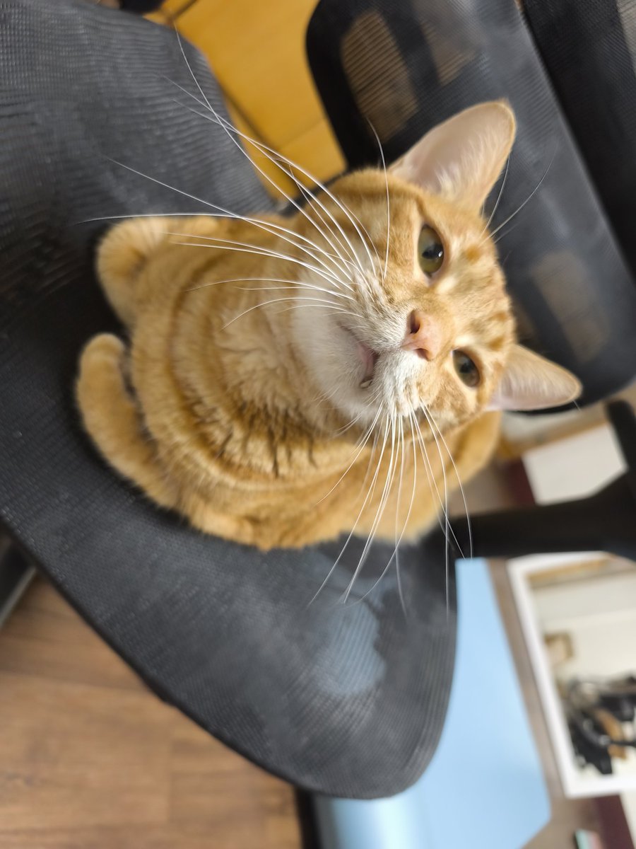 ✤Lalune萊露琳┋〖萌元氣〗┋繪圖委托排單2027/1月┋ Twitch新人 tweet media