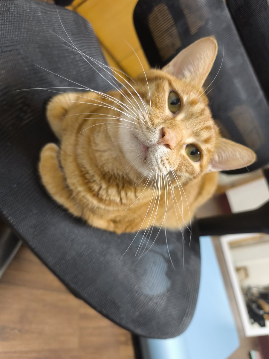 ✤Lalune萊露琳┋〖萌元氣〗┋繪圖委托排單2027/1月┋ Twitch新人 tweet media