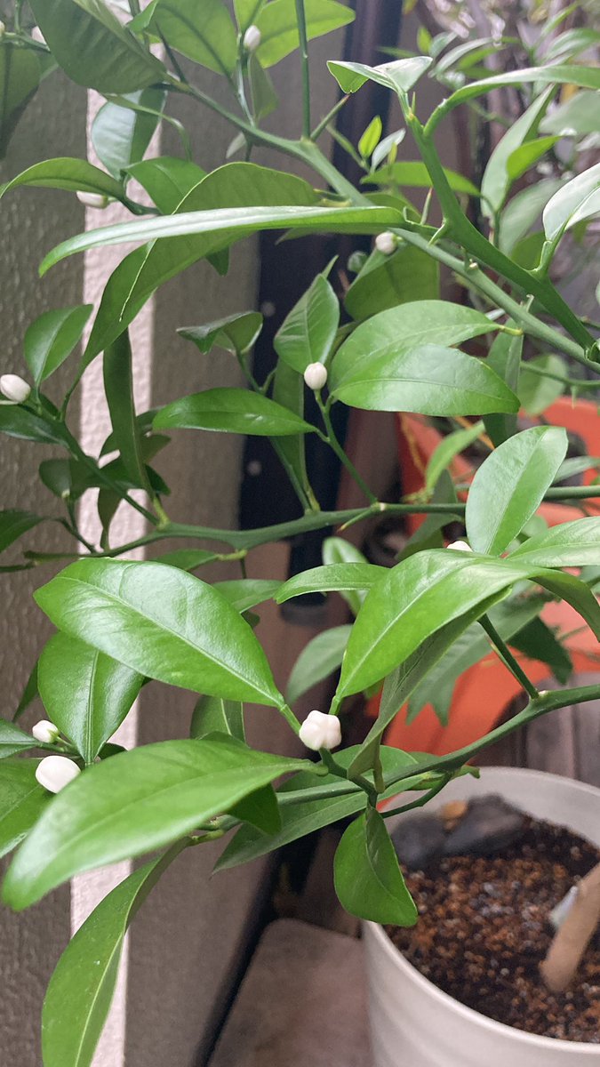 とーちゃん（終活はじめました） tweet media