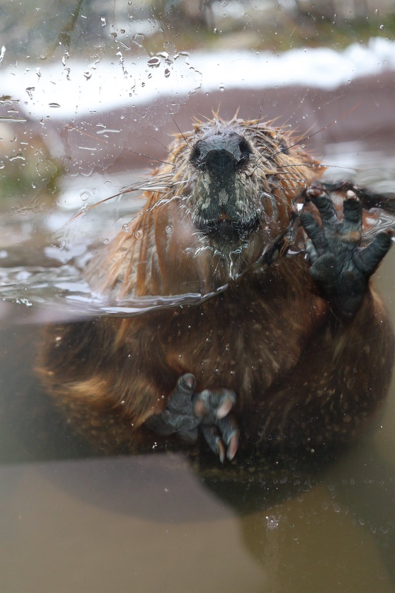 photo_beaver's tweet image. ﾍﾍｯ

#アメリカビーバー
#beaver 
#ヨーデルの森