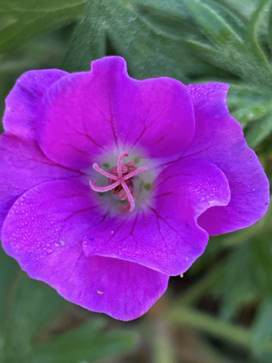 Vixyl's tweet image. Morning 👋 One of my hardy geraniums just starting to flower for #MagentaMonday 💕 Have a good un 😊🌸🌿

#flowers #gardening