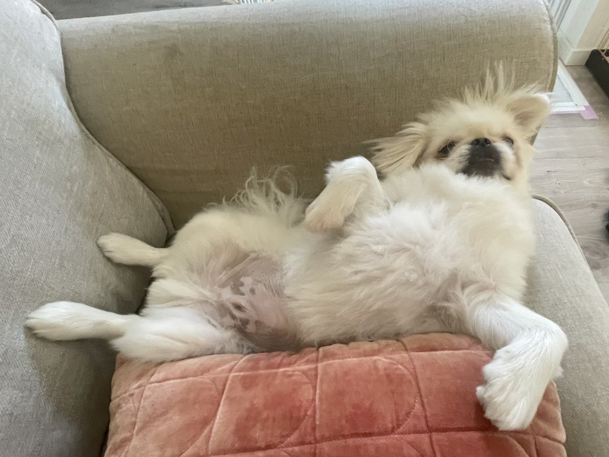 BARちんちろりん tweet media