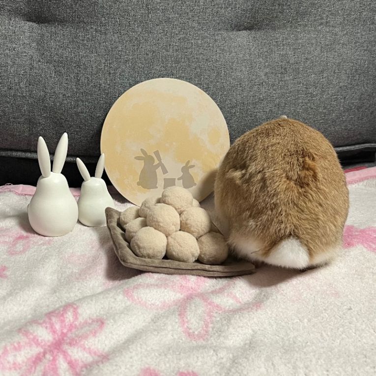 ペット保険の第一アイペット tweet media