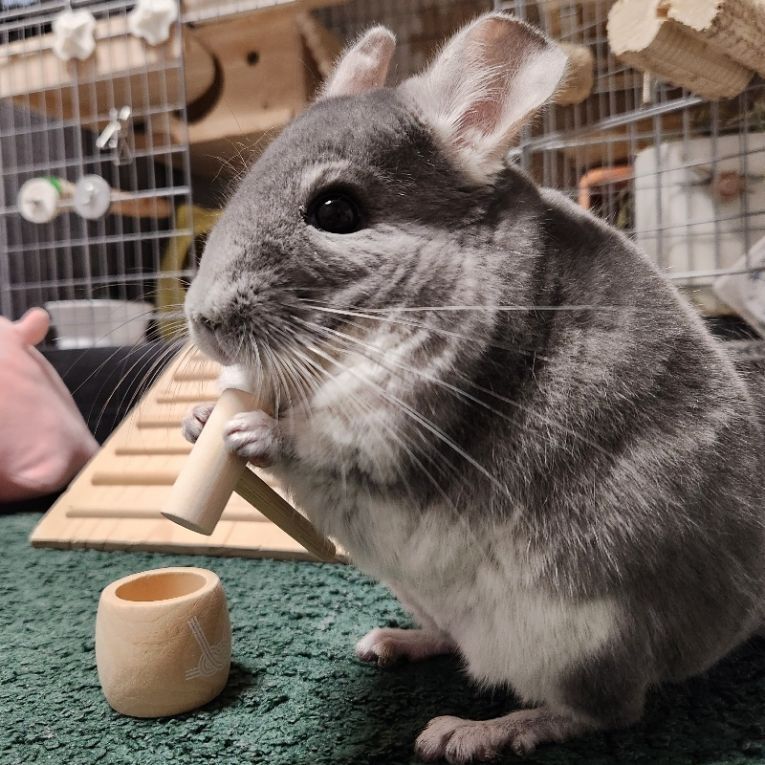 ペット保険の第一アイペット tweet media