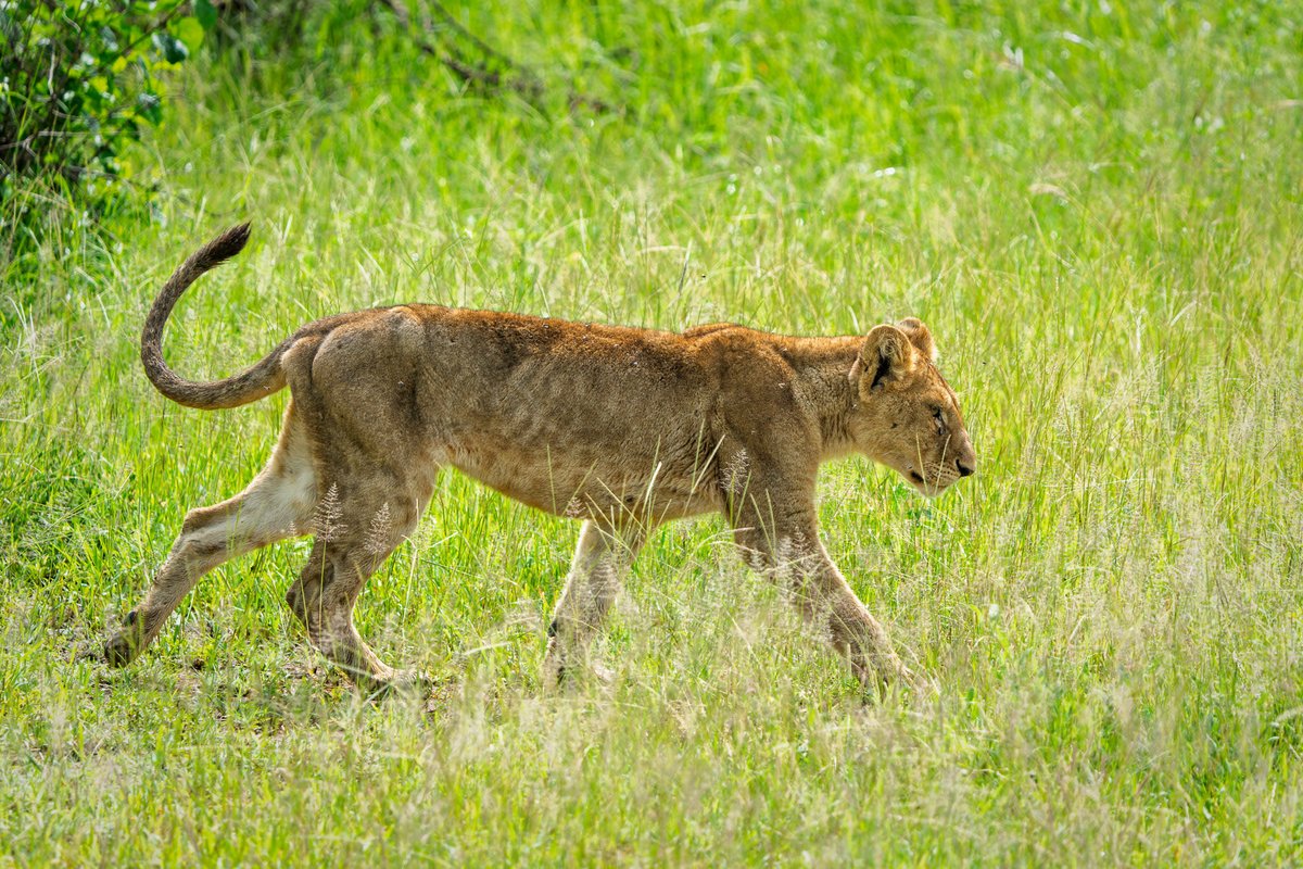 NovakAdventures's tweet image. A lioness crosses the road…
Then 4 youngsters follow, one by one 🦁
Safari storytelling at its best.
#Safari #Tanzania #Wildlife