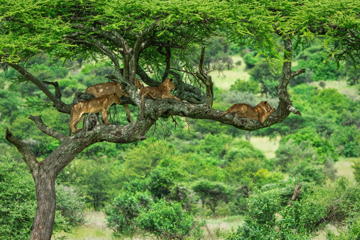 NovakAdventures's tweet image. A lioness crosses the road…
Then 4 youngsters follow, one by one 🦁
Safari storytelling at its best.
#Safari #Tanzania #Wildlife