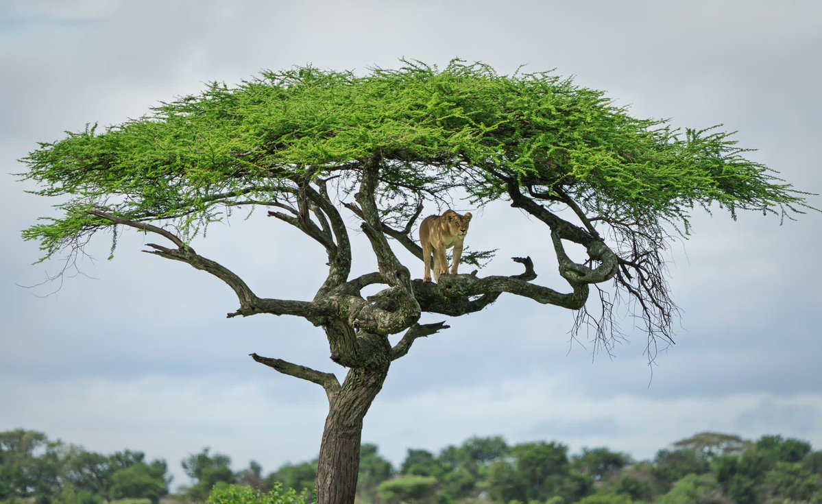 NovakAdventures's tweet image. A lioness crosses the road…
Then 4 youngsters follow, one by one 🦁
Safari storytelling at its best.
#Safari #Tanzania #Wildlife