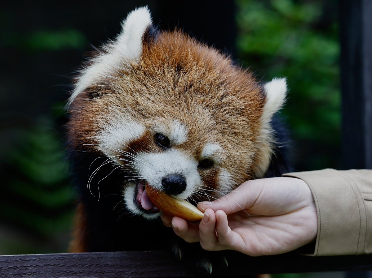 bara@リーファ大好き🥰 tweet media