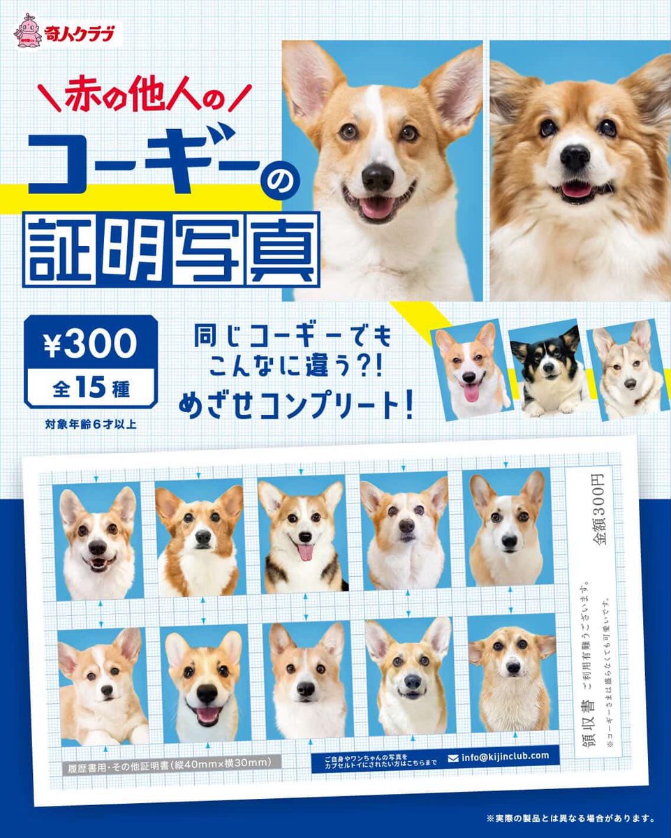 もちコーギー！せこむうりくま tweet media