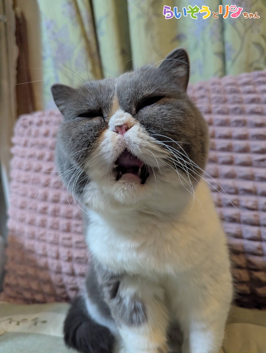 【公式】ねこがあらわれた！ チーム行徒info tweet media