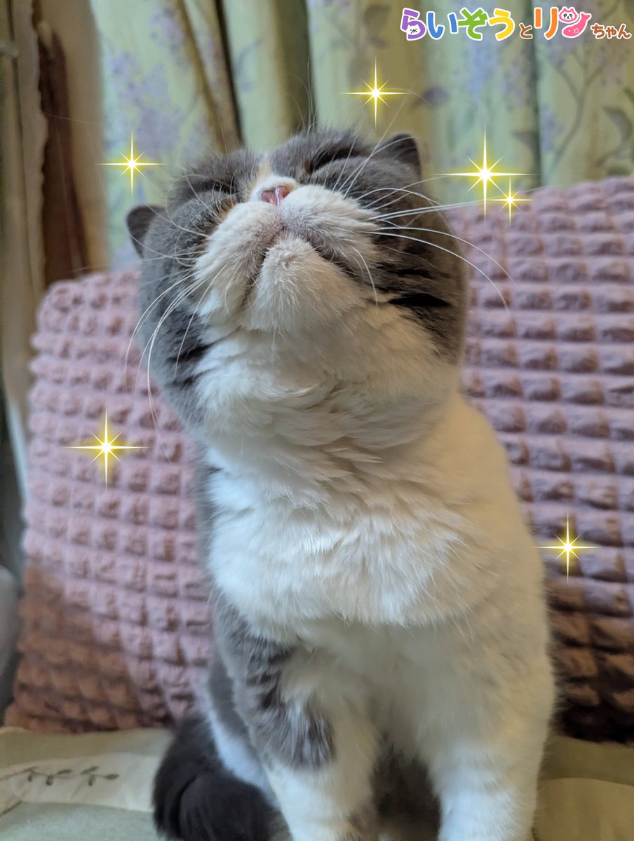 【公式】ねこがあらわれた！ チーム行徒info tweet media