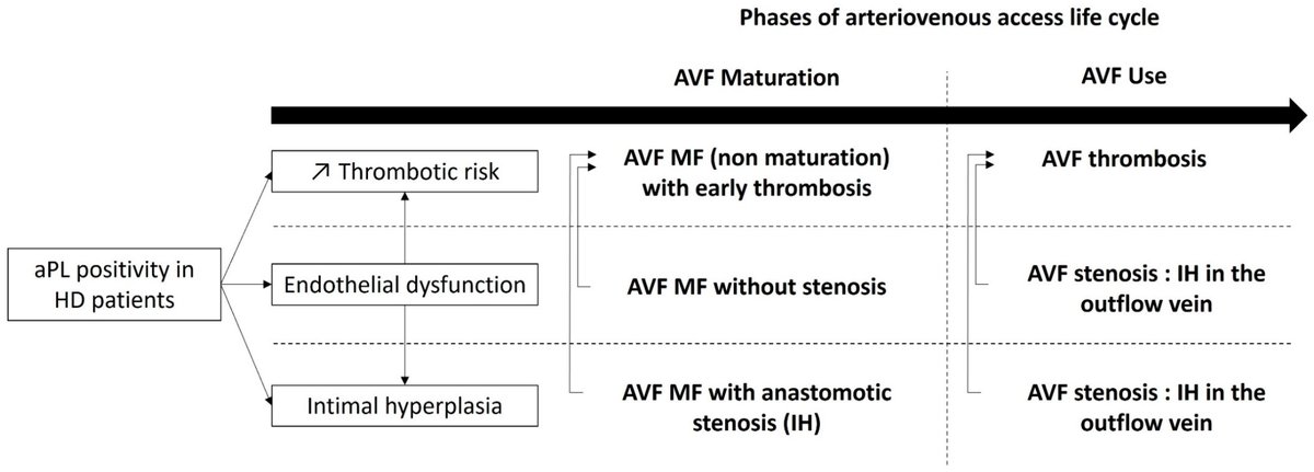 Antibodies_MDPI's tweet image. Glad to share this paper @MediPharma_MDPI 

"#Antiphospholipid #Antibodies Associated with Native Arteriovenous Fistula Complications in Hemodialysis #Patients: A Comprehensive #Review of the Literature"

mdpi.com/2073-4468/13/1…
