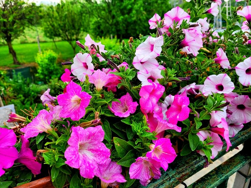 i9663vi's tweet image. Upgrade, Piante e Fiori.

Power By I9663VI, Galaxy S20 2026-04-15

Visit--&amp;gt;&amp;gt; stepart.it/index.php/ffff…

#Stepart #nature #fotography #naturemagic #fotographies #naturelove