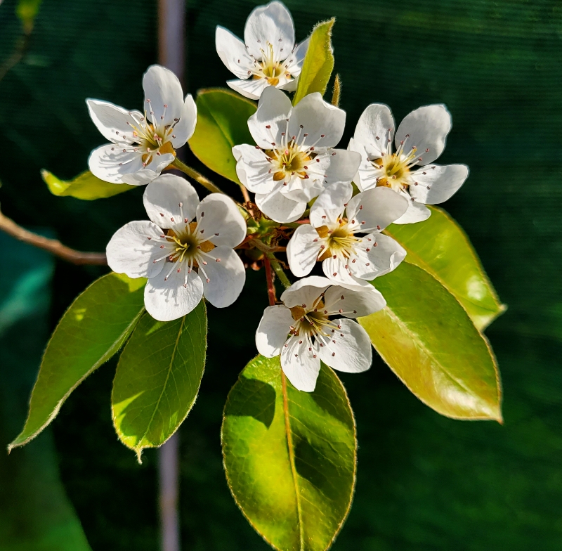 i9663vi's tweet image. Upgrade, Piante e Fiori.

Power By I9663VI, Galaxy S20 2026-04-15

Visit--&amp;gt;&amp;gt; stepart.it/index.php/ffff…

#Stepart #nature #fotography #naturemagic #fotographies #naturelove