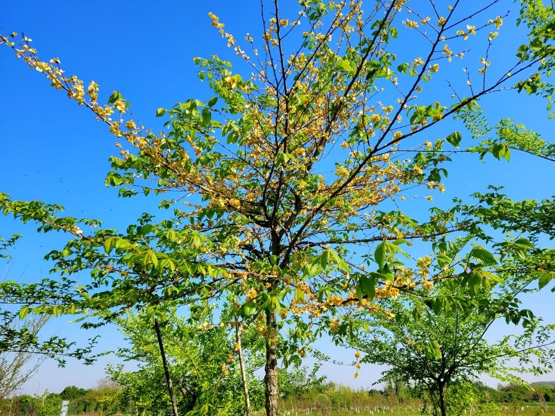 i9663vi's tweet image. Upgrade, Piante e Fiori.

Power By I9663VI, Galaxy S20 2026-04-15

Visit--&amp;gt;&amp;gt; stepart.it/index.php/ffff…

#Stepart #nature #fotography #naturemagic #fotographies #naturelove