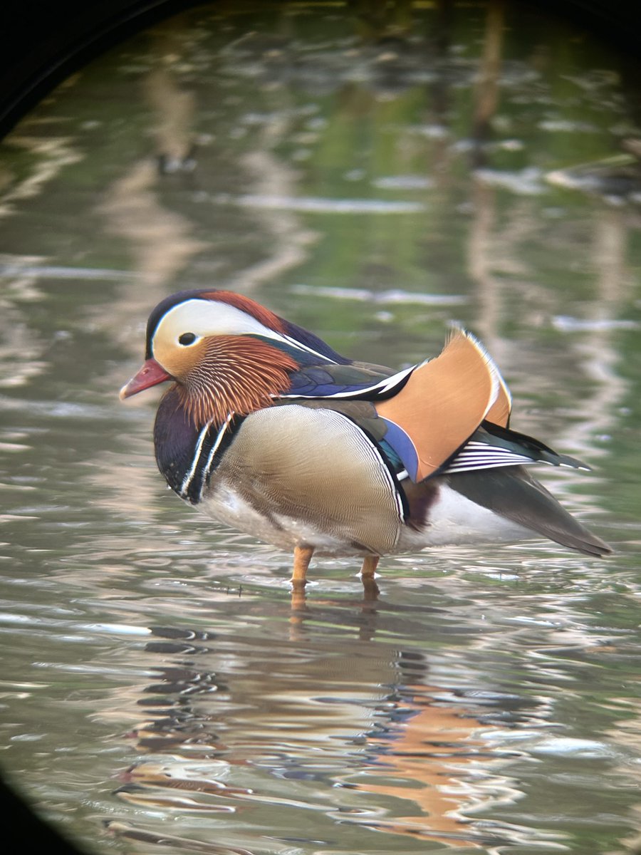 jackwalker59's tweet photo. @teesbirds1  mandarin still present at Margrove, also Cetti’s warbler and I heard a grasshopper calling but couldn’t see it https://t.co/Fywno3klnD