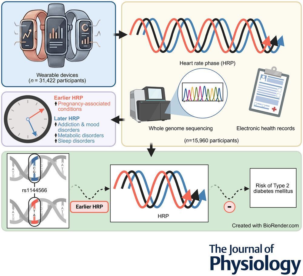 JPhysiol's tweet image. In an All of Us Research Program analysis, Zachary M. Chan (@PittVMI) and colleagues observed that heart rate phase is an indicator of chronotype-relevant #circadian shifts associated with human disease 🫀 🕜️ 

Read the #Research: 
📜 buff.ly/UKEaaFN