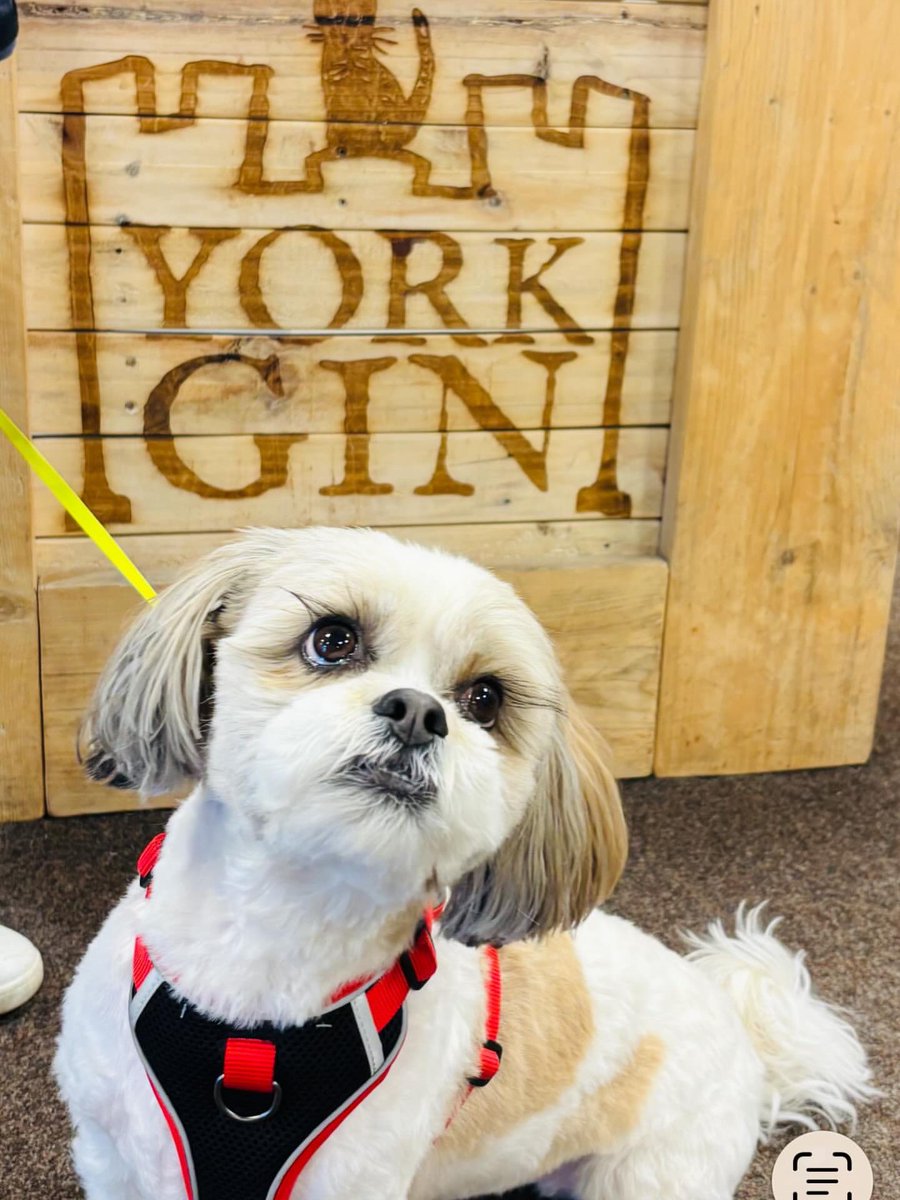 yorkgin's tweet image. Layla really didn’t need to flutter those beautiful long eyelashes at us to get a treat, we have plenty for our doggy visitors as well as our humans. 💗🐾🐶

#york #gin #dogs