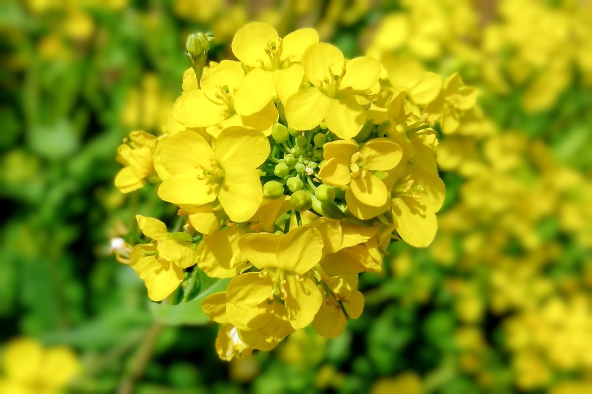 Wallflower Planning tweet media