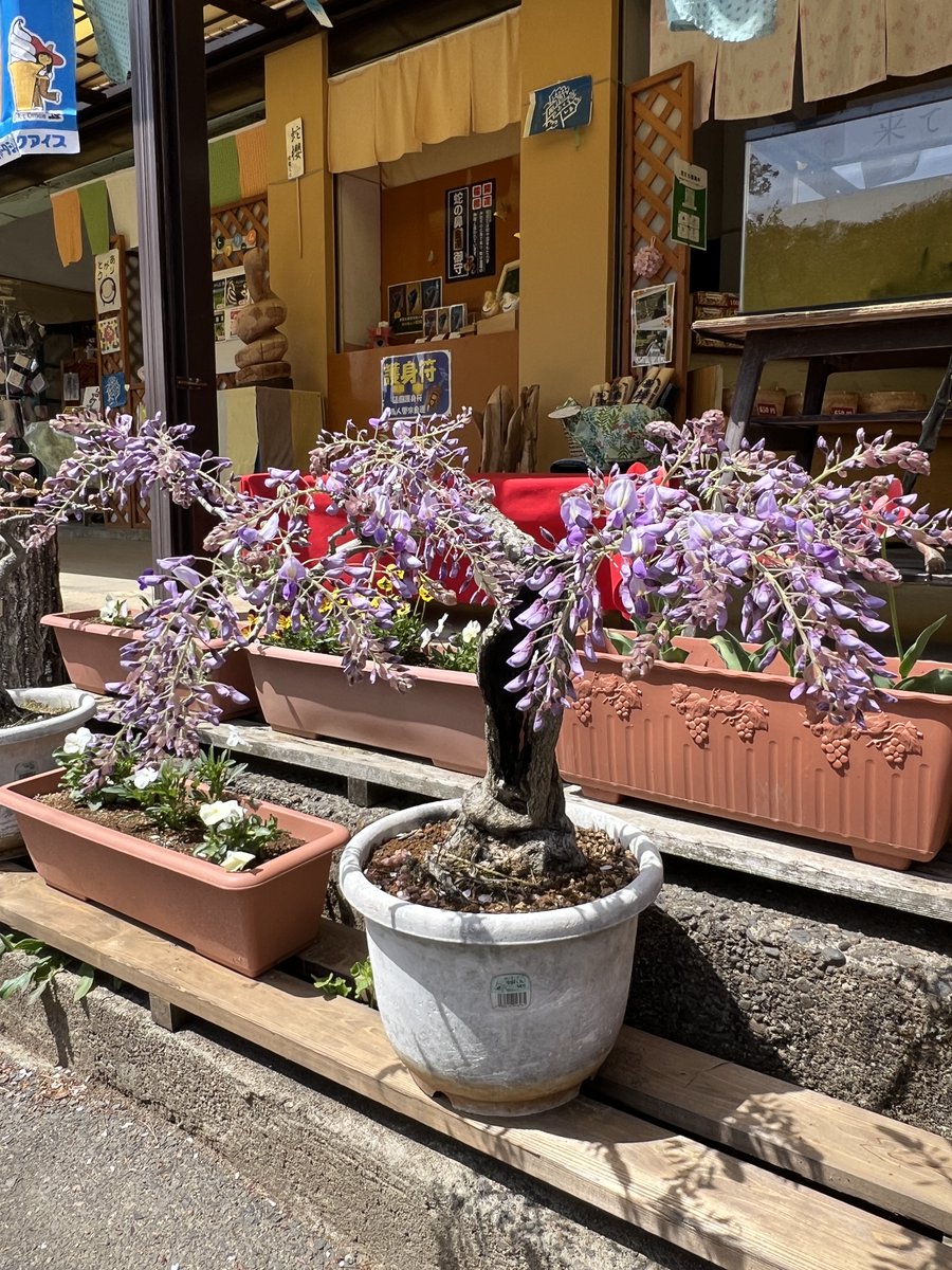 janohana3013's tweet photo. 【#ふじ #開花状況】

・フジ鉢物　　　　開花（1週間早い）
・中フジ　　　　　つぼみ
・大フジ　　　　　つぼみ
・八重黒龍フジ　　つぼみ

例年よりつぼみが大きくなるのが早く、
4月下旬には開花しそうです♪

GWが見頃になりそうです！

#藤 #ふじ祭り #蛇の鼻 #本宮 #空ネット #はなまっぷ #ふくしまDC #シェア天