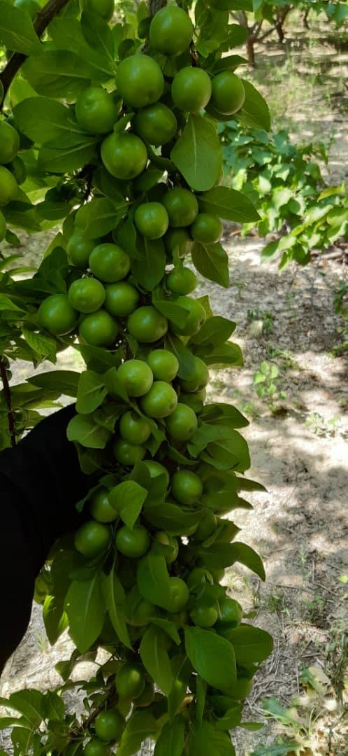 شکیبا راد tweet media