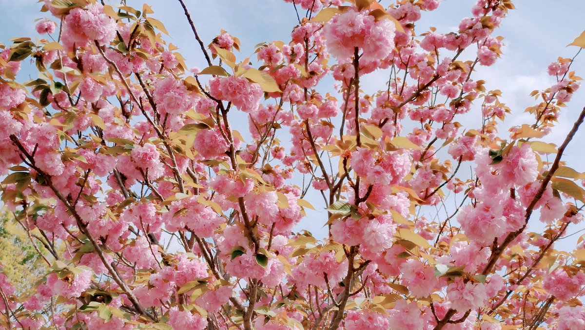 akymaruu's tweet photo. 八重桜。

はじめて見たかも。

#桜
#八重桜 https://t.co/VHNhqpqImB