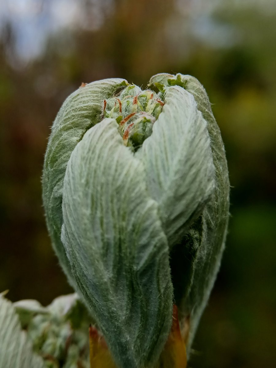 SewellLeigh's tweet image. These tree crocus are so weird 🤪😂

Whitebeam ( Sorbus aria) buds opening 

#macromonday #mondaymorning #nature #naturephotography #trees #treepeople