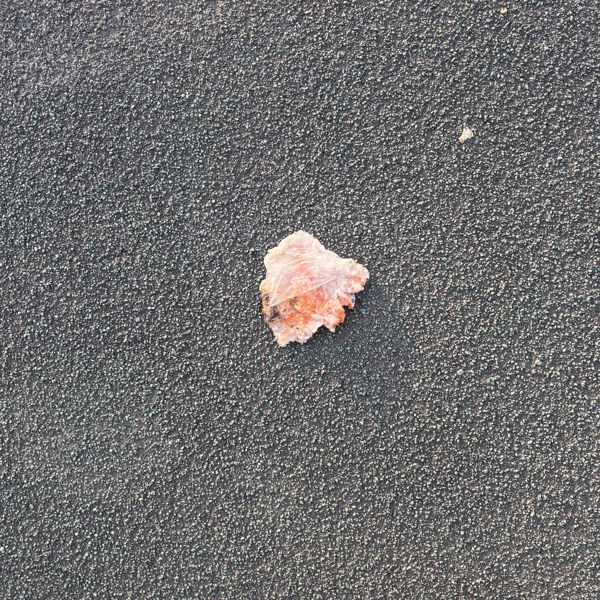 おさんぽ(くまッパ) tweet media