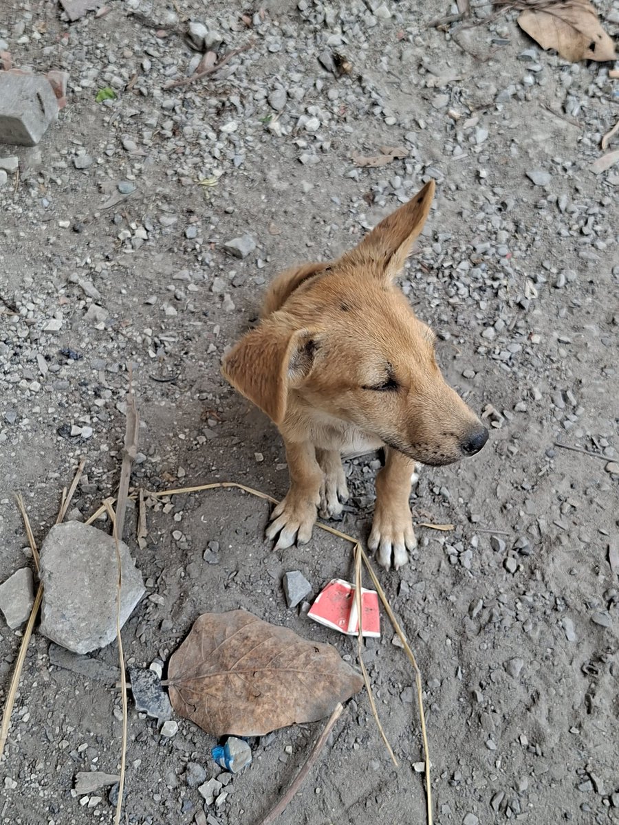 bhramar_ray's tweet image. Absent minded .
#Summer  #Heat  #Shade 
#StrayDog