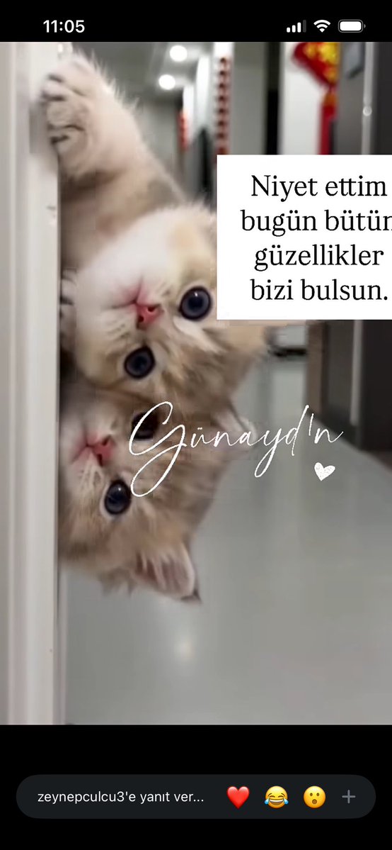 Osinemonur tweet media