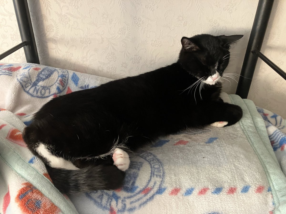 猫舌おやじ tweet media