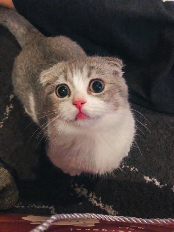 𝐃𝐢𝐬 🦁🐢 | 𝓦𝓻𝓲𝓽𝓮 𝔂𝓸𝓾 𝓪𝓰𝓪𝓲𝓷 tweet media