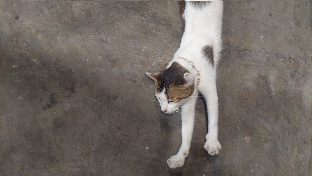 _alifbatsa's tweet photo. kucing preman mie bangladesh kuta https://t.co/eUVyySZKfc