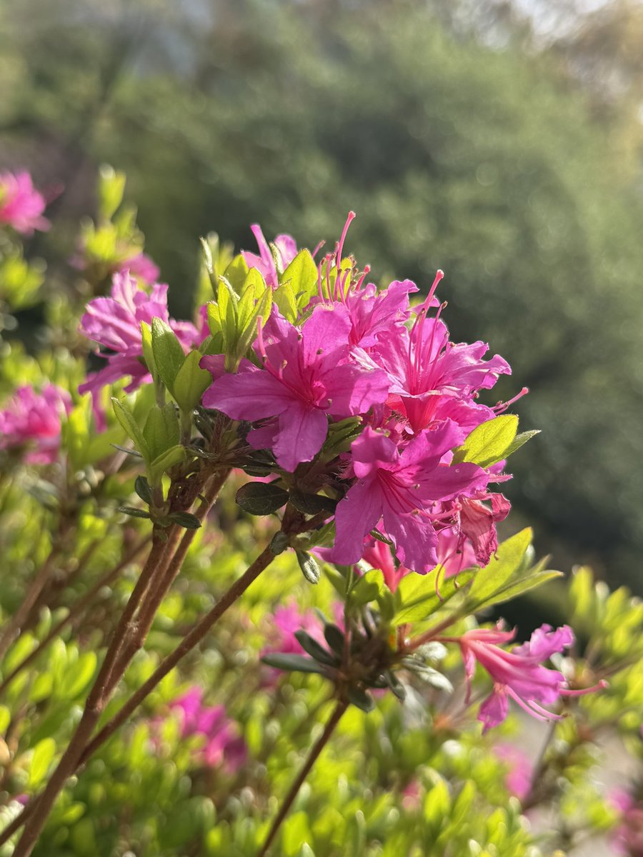 beautiful_Izu's tweet photo. 4月20日熱海姫の沢公園のつつじの様子です！
少しづつ花が開き始めています🌺
つつじ・こいのぼりまつりも開催中です！
#つつじ　#伊豆観光　#伊豆旅行 https://t.co/mR9kiTYrzL