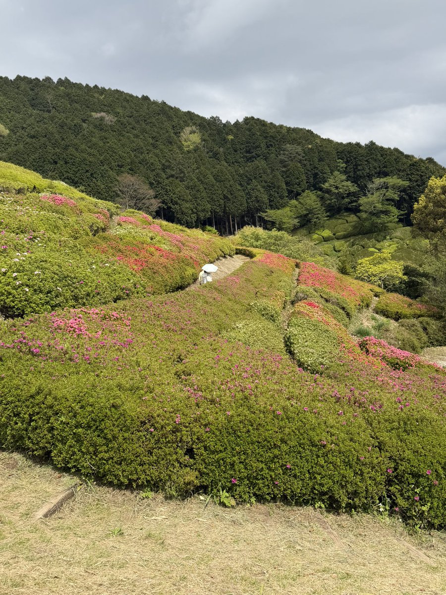 beautiful_Izu's tweet photo. 4月20日熱海姫の沢公園のつつじの様子です！
少しづつ花が開き始めています🌺
つつじ・こいのぼりまつりも開催中です！
#つつじ　#伊豆観光　#伊豆旅行 https://t.co/mR9kiTYrzL