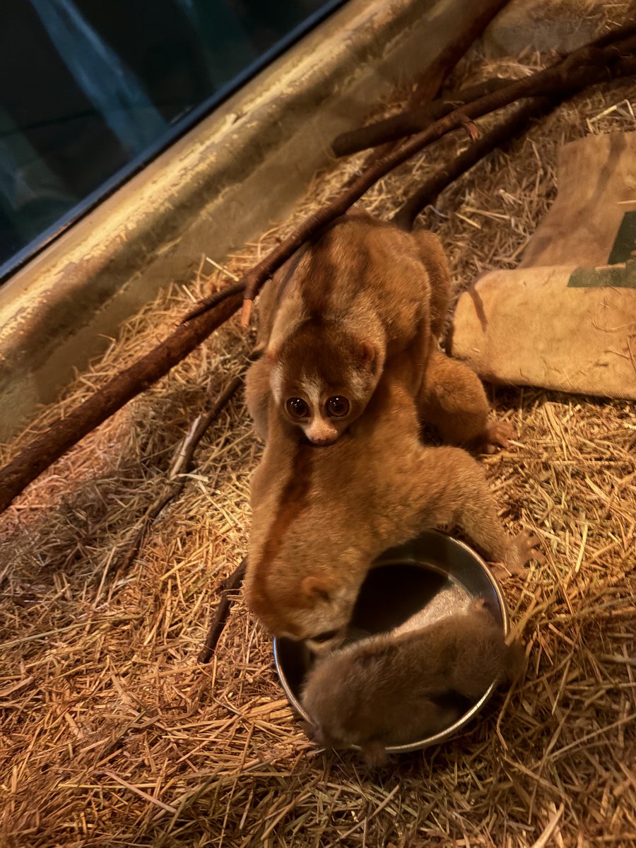 asa_zoo's tweet photo. 2026年4月11日(土)にスンダスローロリスのショウヘイ♂、ララ♀の間に
赤ちゃんが産まれました。
小さい体ですが、ララに抱き着いて一緒に行動します。
たまにショウヘイにも抱き着きますが、少しぎこちないです。

#asazoo #スローロリス　#ショウヘイ　#ララ https://t.co/9skmEA5mQH